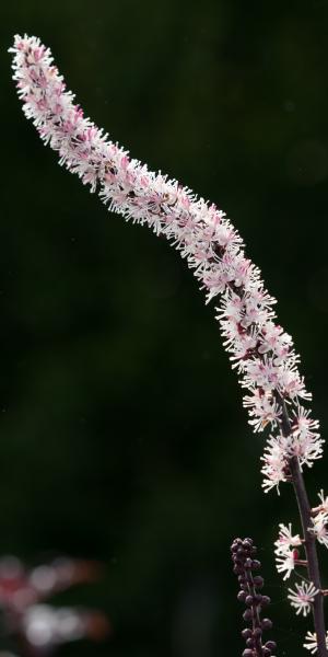 ACTAEA simplex (Atropurpurea Group) 'Brunette'