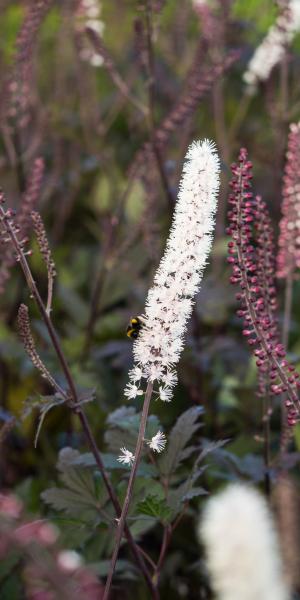 ACTAEA simplex (Atropurpurea Group) 'Brunette'