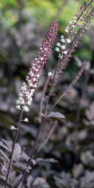 Actaea simplex (Atropurpurea Group) 'Hillside Black Beauty'