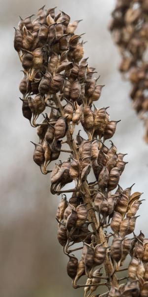 ACTAEA simplex (Atropurpurea Group) 'James Compton'