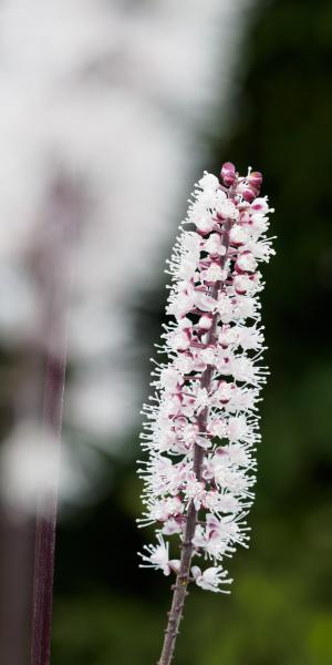 ACTAEA simplex (Atropurpurea Group) 'James Compton'