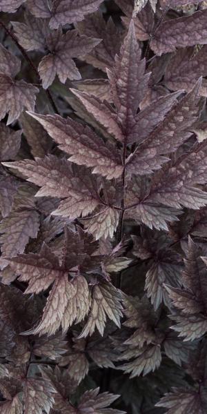 Actaea simplex 'Pink Spike'