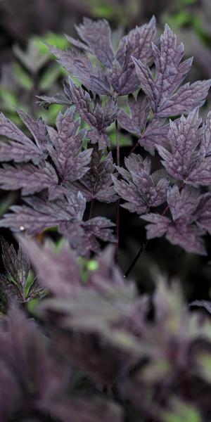 ACTAEA simplex (Atropurpurea Group) ‘Hillside Black Beauty’