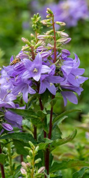 ADENOPHORA 'Gaudi Violet'