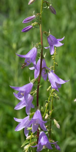 ADENOPHORA pereskiifolia