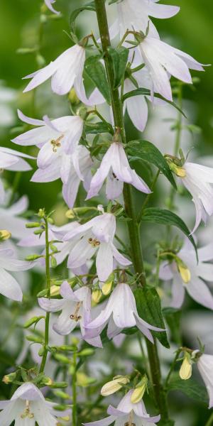 ADENOPHORA perskiifolia 'White Blaze'