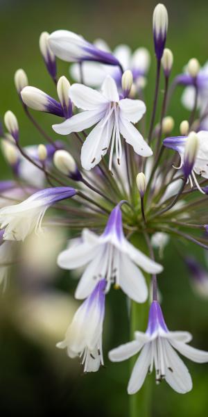 Agapanthus Fireworks ('Mdb001')