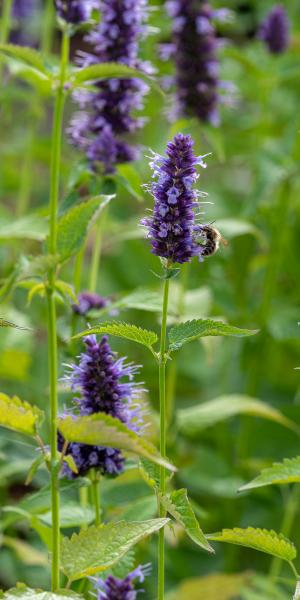 Agastache Blackadder