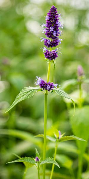 Agastache Blackadder