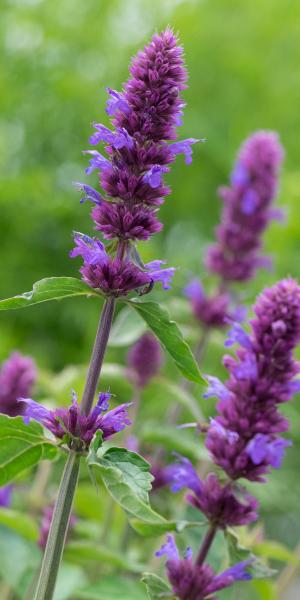 AGASTACHE 'Blue Boa'