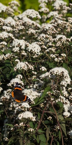 AGERATINA altissima 'Chocolate' (EUPATORIUM rugosum 'Chocolate') 