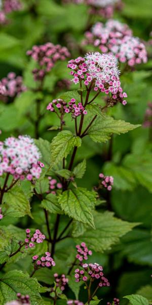 AGERATINA altissima ‘Lucky Symphony’