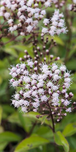 AGERATINA ligustrina