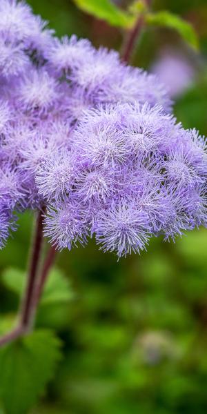 AGERATUM petiolatum FS