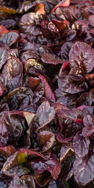 AJUGA reptans 'Braunherz'