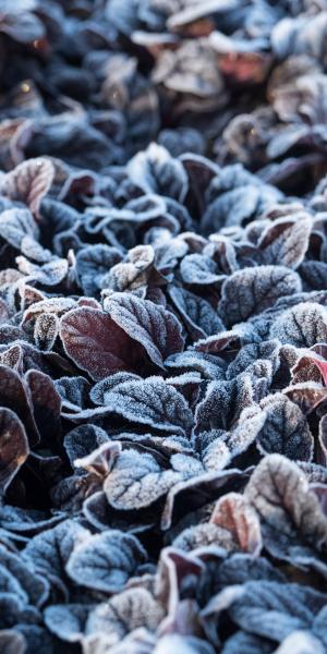 Frosty AJUGA reptans 'Braunherz'