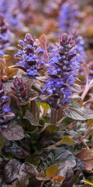 AJUGA reptans 'Braunherz'