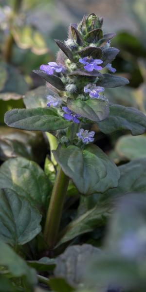 AJUGA reptans 'Catlin's Giant'