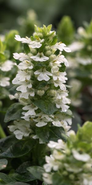 AJUGA reptans 'John Pierpoint'