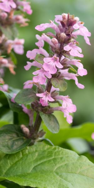 AJUGA reptans 'Purple Torch'