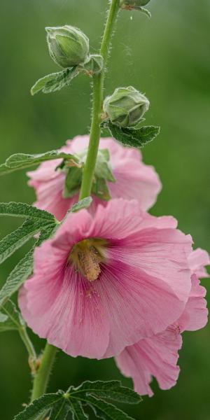 ALCEA ficifolia Rosea