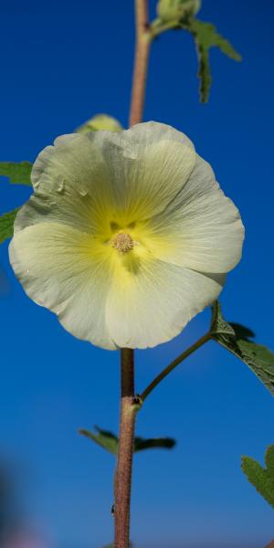 ALCEA ficifolia Yellow