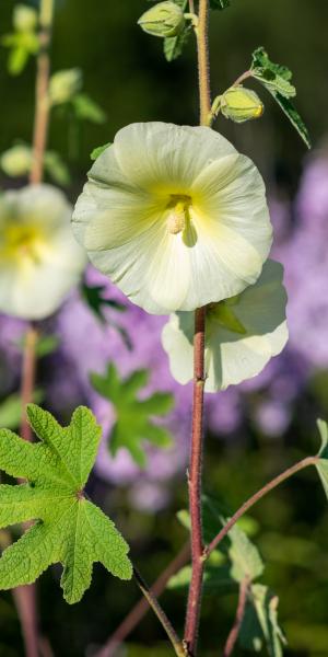 ALCEA ficifolia Yellow