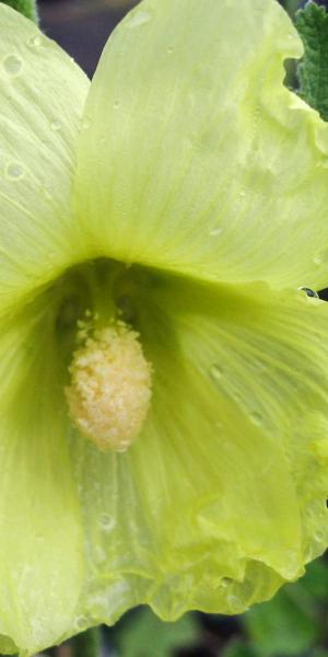 ALCEA rugosa