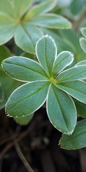 ALCHEMILLA alpina