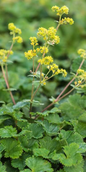 ALCHEMILLA erythropoda