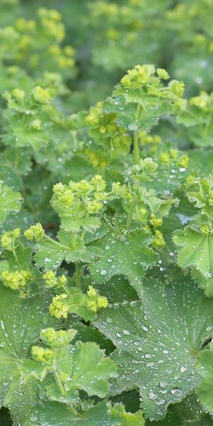 ALCHEMILLA mollis