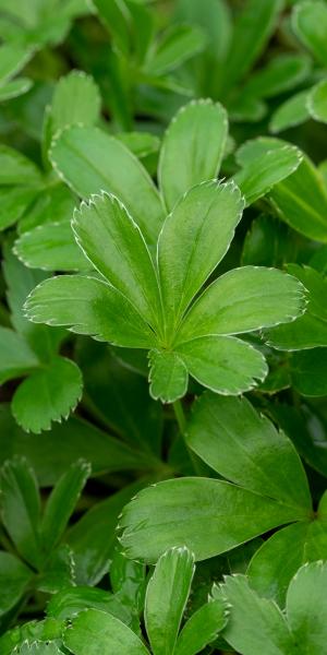 ALCHEMILLA saxatilis