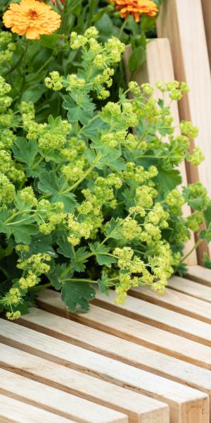 ALCHEMILLA sericata 'Gold Strike'