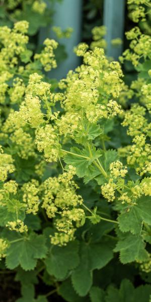 ALCHEMILLA venosa