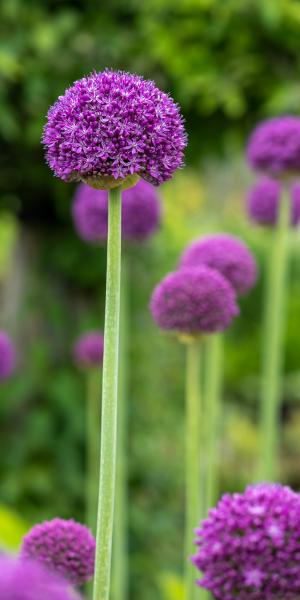 ALLIUM 'Ambassador'