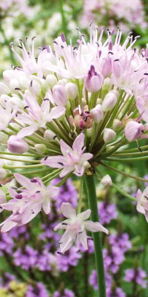 ALLIUM canadense