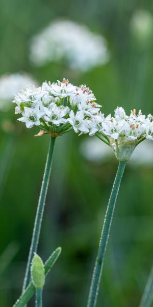 Allium tuberosum Cliffs of Dover ('Ifalcod')