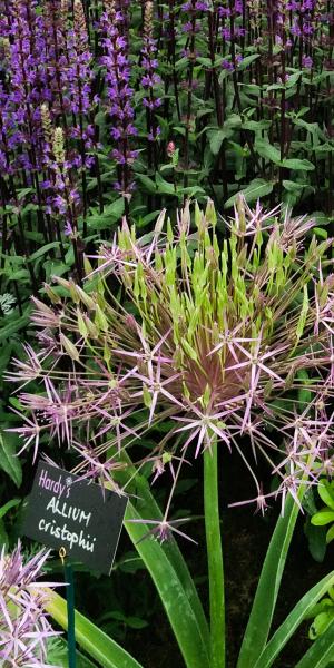 Allium christophii planted in front of Salvia nemorosa 'Caradonna'