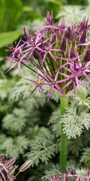 Allium christophii planted with Artemisia 'Powis Castle'