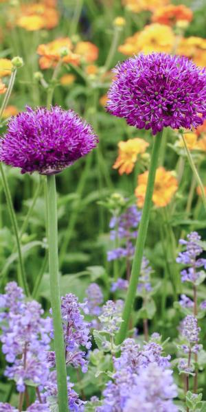 ALLIUM Purple Sensation 