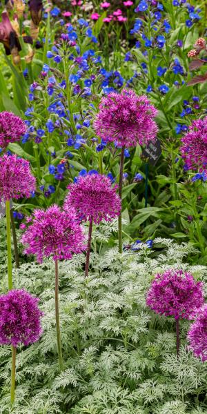 Allium hollandicum 'Purple Sensation' 