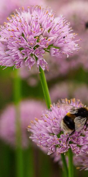 ALLIUM senescens 'Lisa Green'