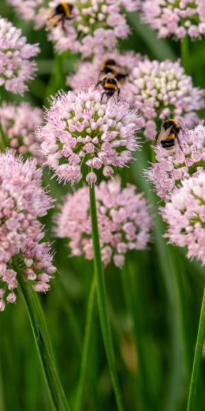 Allium lusitanicum