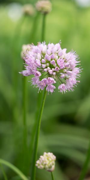 Allium lusitanicum