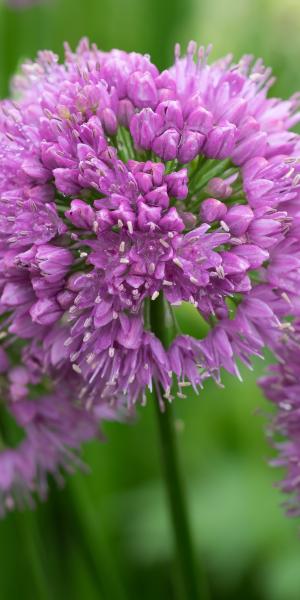 ALLIUM 'Millennium'