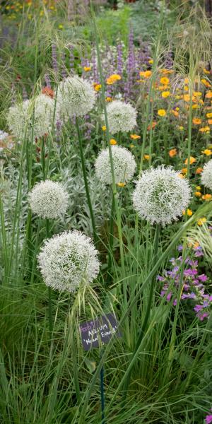 Allium 'Mount Everest' amongst the stems of STIPA gigantea