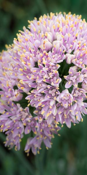 ALLIUM senescens subsp. glaucum