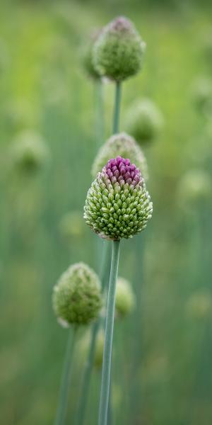 ALLIUM sphaerocephalon