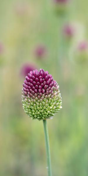 ALLIUM sphaerocephalon