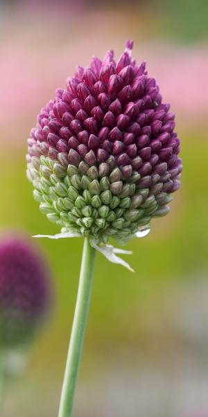 ALLIUM sphaerocephalon